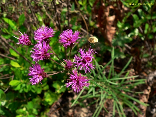 {Vernonia angustifolia}